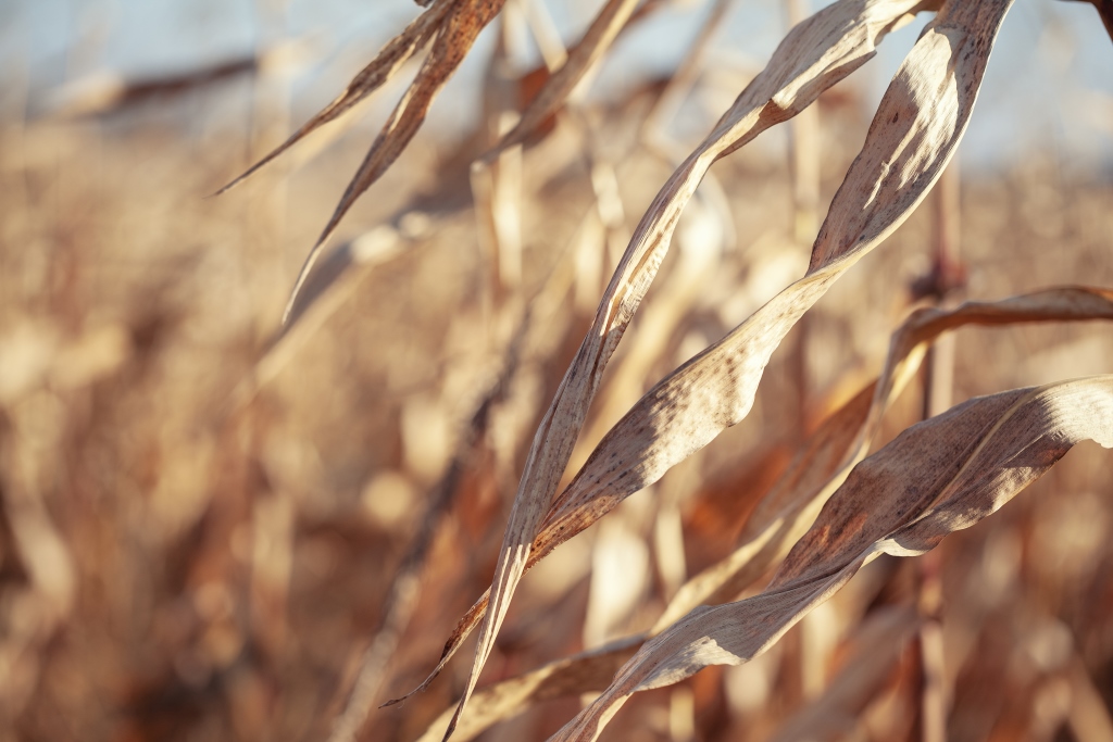 dry leaves of corn dry corn stalks end of season 2022 10 05 23 32 26 utc